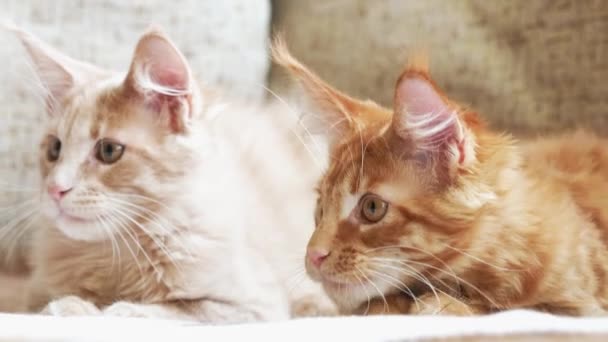 Dos divertidos curiosos jengibre rojo joven Maine Coon gatitos gatos jugando juntos en el sofá de casa. Coon Cat, Maine Cat, Maine Shag — Vídeos de Stock