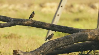 Goa, Hindistan. Devrilen ağaçların gövdesinde oturan bir sürü Myna kuşu. Hint Myna ya da Tristis Doğal Yaşam Alanı