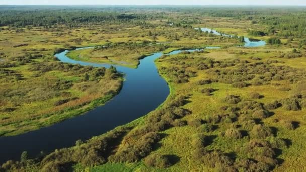 Aerial View Green Forest Woods And River Landscape In Sunny Summer Day. Top Pohled na krásnou evropskou přírodu z vysokého postoje na podzim. Drone View. Pohled z ptačího oka — Stock video