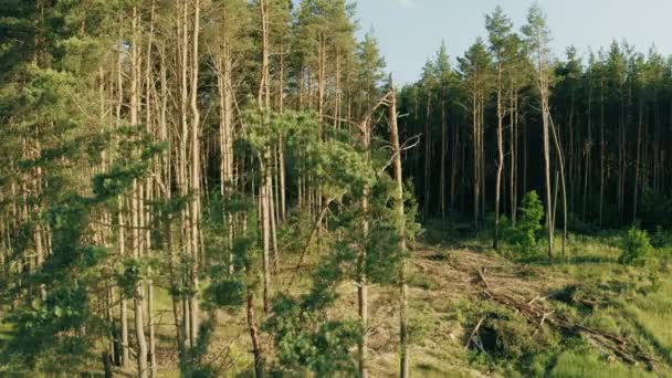 Laubholz, Bauholz, umgestürzte Baumstämme im Abholzungsgebiet. Kiefernwald-Landschaft am Sommertag. Grünes Waldabholzungsgebiet — Stockvideo