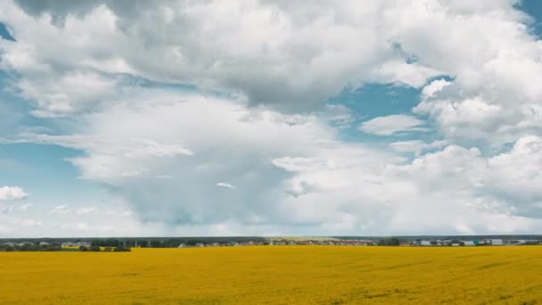 Cielo con nubes por encima del paisaje rural Canola Colza Rapeseed Field. Campo de primavera de pueblo pequeño. Time Lapse, Timelapse, Time-lapse. dronelapse, drone lapse, drone Hyper lapse 4K — Vídeo de stock