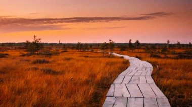 4K Bataklık Doğa Manzarası. Bataklıkta Günbatımı Hızlandırılmış Tahta Yürüyüş Yolu. Bilişsel Boardwalk Yolu Sulak Alan Üzerinde