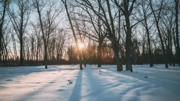 Krásný západ slunce Sluníčko ve slunné zimní zasněžené lesní park. Sluneční světlo lesy v zimní lesní krajině. Stíny na sněhu — Stock video