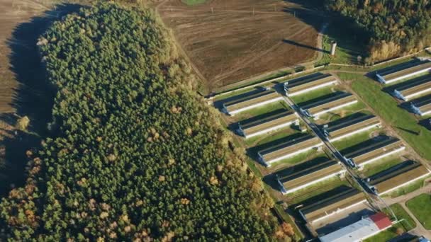 Vista aerea Moderna fattoria di polli, fienili, Capannoni. Vista a volo d'uccello nel paesaggio rurale soleggiato 4K — Video Stock