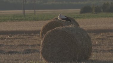 Yetişkin Avrupalı Beyaz Leylek - Ağustos Böceği - Yaz Sahasında Saman Balyasında Oturuyor. Beyaz Rusya, Beyaz Rusya Doğa