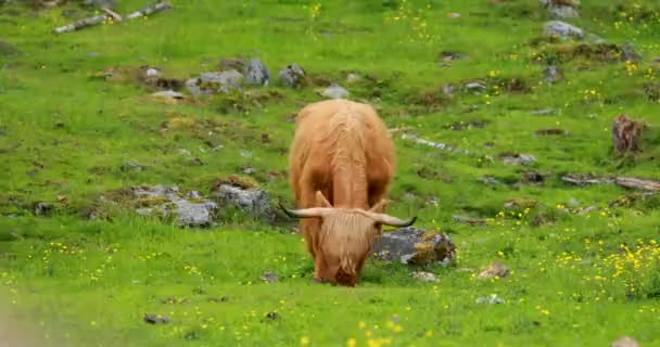 Höglandskor griper tag i en sommarbetesmark. Skotsk Nötkreatur Ras Promenader På Äng På Sommaren Dag — Stockvideo