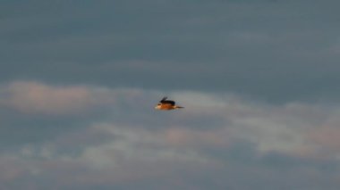 Yaygın Şahin ya da Buteo Buteo Vahşi Kuş Yaz Sahasında Yerde Oturuyor. Avrupa 'nın çoğunu kaplayan ve Asya' ya kadar uzanan Yaban Kuşu Orta-Büyük Av Kuşu