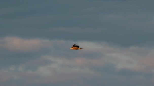 Közönséges héja vagy Buteo Buteo Wild Bird ül a földön a nyári mezőn. Vadon élő közepes vagy nagy ragadozó madár, amelynek hatósugara lefedi Európa nagy részét, és kiterjed Ázsiára is — Stock videók
