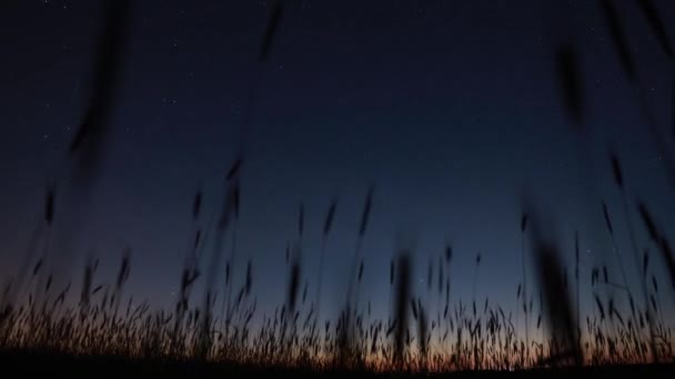 Siluetas de brotes de trigo joven en Night Starry Sky Galaxy fondo natural. Fondo de verano, fondo de verano. Estrellas Brillantes. Glow Of Sky Stars 4K Fondo natural. Vista de escena nocturna — Vídeos de Stock