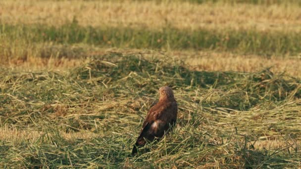 Buzzard comum ou Buteo Buteo Wild Bird sentado no chão no campo de verão. Pássaro selvagem Pássaro de rapina de médio a grande porte cuja gama abrange a maior parte da Europa e se estende para a Ásia — Vídeo de Stock