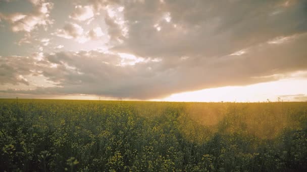 2015 년 12 월 9 일에 확인 함 . BloBloBloBloBloBloBloBloBloBloBloBloBloBloBlom Of Canola Yellow Flowers and Sunset Cloudy Rainy Sky. 밝고 화려 한 선셋 새벽. 위 식물 , Rapeseed, Oilseed Field Meadowd Grass Landscape. Time Lapse, Timelapse, Time-lapse. 4K. — 비디오