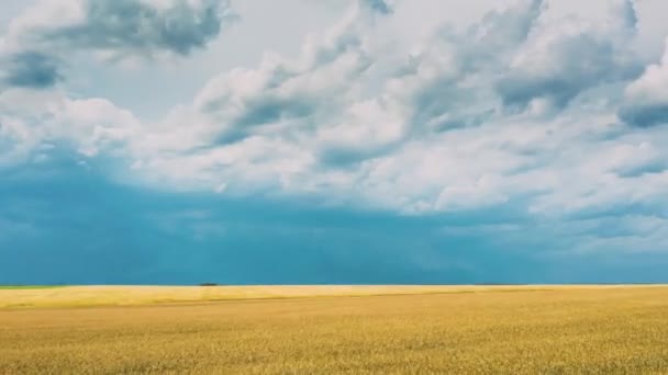 夏には麦畑が広がる農業景観の空中ビューをドローンが駆け抜けます。美しい田園風景。農地農業 — ストック動画