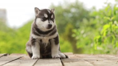 4K, dört haftalık beyaz-gri-siyah renkli Husky Puppy tahta zeminde yürüyor. Çoklu Çekim