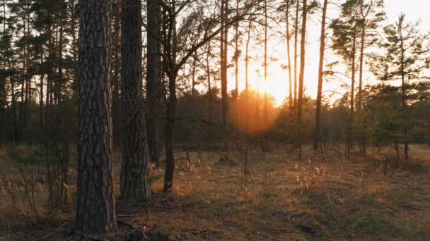 Vacker soluppgång Sol i solig vårbarrskog. Solljus Solstrålar genom skogar i skogslandskapet. — Stockvideo