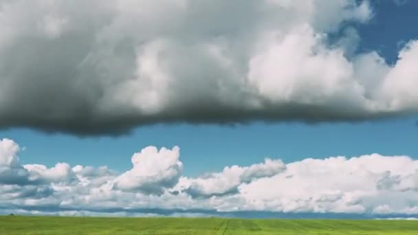 Paisaje rural rural rural con brotes de trigo joven en primavera Verano Día nublado. Campo agrícola. Brotes de trigo joven. Vista aérea. Drone Lapse Hiperlapso — Vídeo de stock