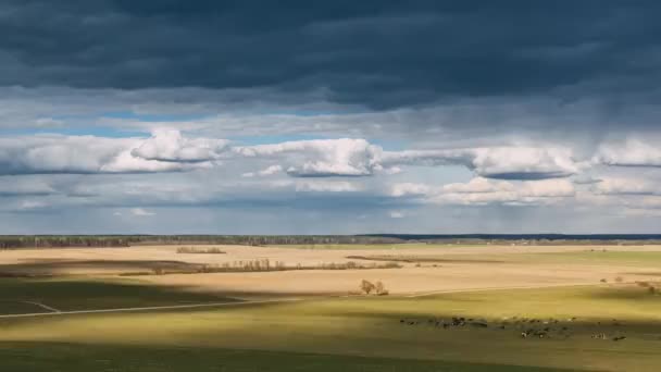 Gökyüzü Altındaki Kırsal Çayır Manzarası. Yağmurlu bir akşamda yeşil çayırlarda otlayan inekler sürüsü. Hava görüntüsü. Drone Lapse Hiperlapse. 4K. — Stok video