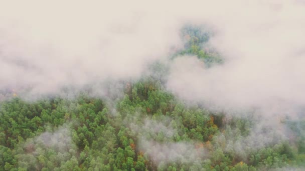 Moln rör sig över hösttallskogen. Flygfoto 4K Flight Ovanför fantastiska Misty Forest Landskap. Naturskön utsikt över höstens Foggy Morning In Misty Forest Park Woods. Natur Förhöjd vy — Stockvideo
