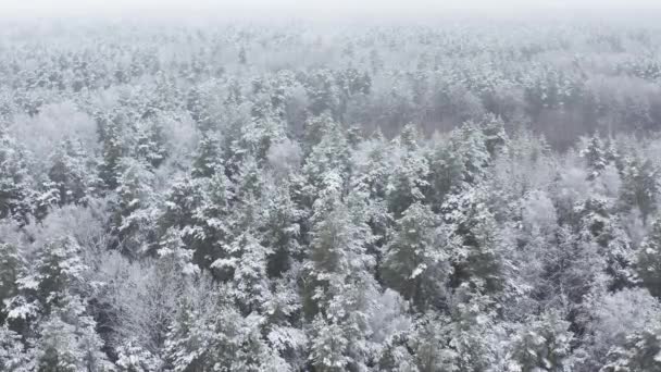 4K Piękny Snowy Biały Las W Zimowy Mroźny Dzień. Lot z lotu z lotu z lotu ptaka nad niesamowitym lasem sosnowym. Krajobraz. Widok na Park Woods. Natura wznosi widok na zimowe lasy mroźne. Śnieżny iglasty — Wideo stockowe