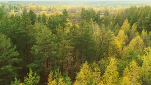 4K Cinematic Calm Flight Above Green Pines And Fir-trees Mixed Forest (en inglés). Paisaje vista aérea en Primavera de Europa. Vista superior desde actitud. Bosques europeos en primavera — Vídeo de stock