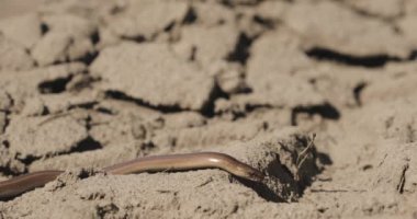 Anguis Fragilis, Avrasya 'ya özgü bacaksız bir sürüngendir. Sağır Engerek, Slowworm, Kör Solucan, Uzun Sakat. Bu bacaksız kertenkelelere bazen 