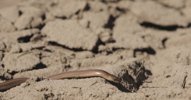 Anguis Fragilis er en beinløs øgle som reptilerer til Eurasia. Døve Adder, langsom mark, blind mark, langkrøpling. Disse beinløse øglene kalles også noen ganger "vanlig langsom orm". Hviterussland – stockvideo