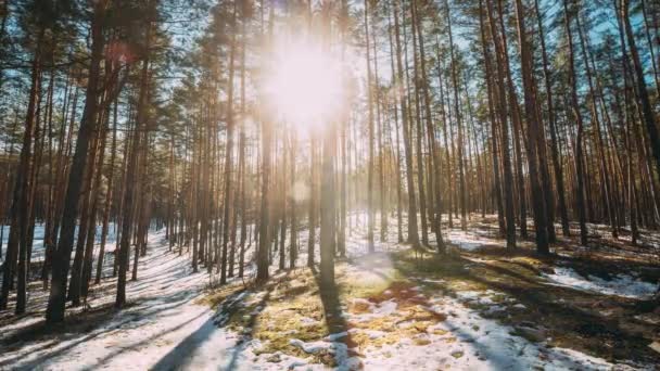 Prachtige zonsondergang zon in zonnige vroege lente naaldbos. Zonnestralen schijnen door dennenbossen in boslandschap gedeeltelijk bedekt sneeuw in de late herfst of vroege winter seizoen — Stockvideo