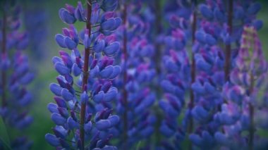 Yaz Çayırı Panorama Yaz Arkaplanında Vahşi Çiçekler Lupini Çalılığı. Lupinus (yaygın olarak Lupin veya Lupine olarak bilinir), baklagiller familyasından bir bitki cinsidir.