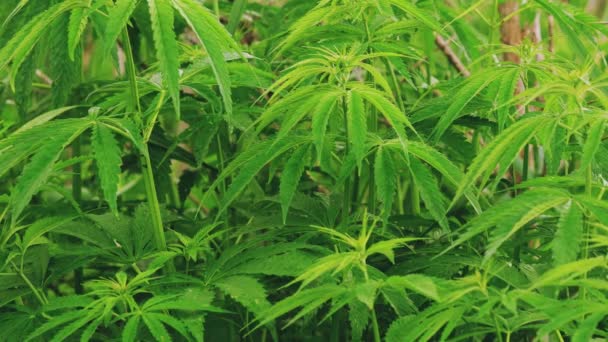Легальный зеленый марихуана конопли листья растут на ферме в летний день, красивый фон конопли. Фон культивации. Культивация марихуаны Зеленый пышный фон листьев. Молодой конопли — стоковое видео