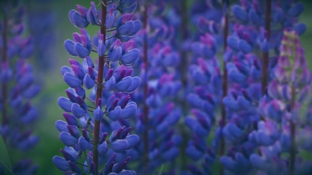 Bush Of Wild Flowers Lupine In Summer Field Meadow Panorama Summer Background. Lupinus, Commonly Known As Lupin Or Lupine, Is A Genus Of Flowering Plants In The Legume Family, Fabaceae 4K — Stock Video