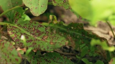 Mantardan zarar görmüş bitki yaprağı. Mycosphaerellaceae, sac fungi familyasından bir mantar ailesidir. Bunlar okaliptüs, mersin familyası ve Proteaceae gibi birçok yaygın bitkiyi etkiler. Yapraklarla Yenilgi İzleri