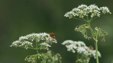Anthriscus sylvestris, Apiaceae Umbelliferae, Apiaceae Umbelliferae familyasından uzun ömürlü bir bitki türü.