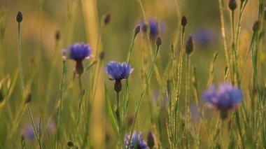 Centaurea cyanus, Asteraceae familyasından Avrupa 'ya özgü bir bitki türü. Yaz tarlasında Centaurea siyanus çiçekleri