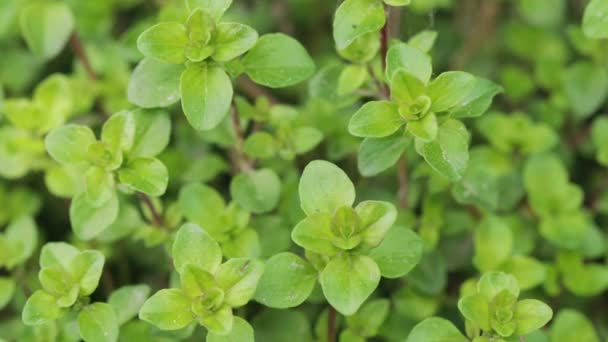 Orégano Origanum vulgare Hoja joven en rama de Bush. Primer plano Crecer orgánico en el día de verano. Mejorana silvestre, majorana, es conocida como mejorana dulce — Vídeo de stock