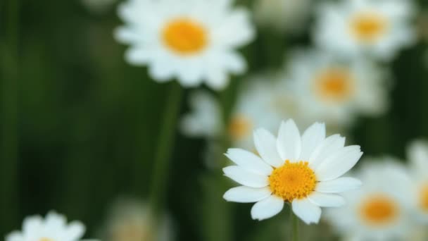 Anthemis arvensis of korenkamille ("Anthemis arvensis") is een plant uit de familie veldkamille ("Anthemis"). — Stockvideo