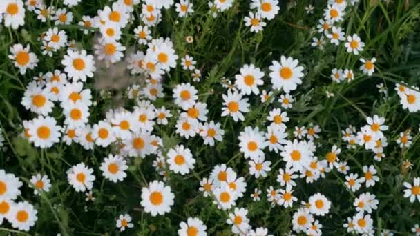 Anthemis arvensis, also known as corn chamomile, mayweed, scentless chamomile, or field chamomile is a species of flowering plant in the genus Anthemis, in the aster family — Stock Video