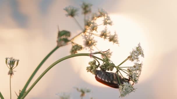 Melolonthinae Beetle Melolonthini na Anthriscus sylvestris o zachodzie słońca. Pietruszka krowa, chervil dziki, pietruszka dziobowa, koronka lub keck królowej Annes, jest dwuletnie ziołowe lub krótkotrwałe — Wideo stockowe