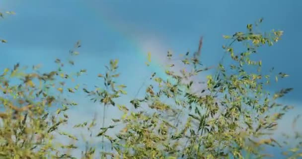 4K Green Grass Meadow Landscape In de zomer bewolkt dag. Scenic Sky met pluizige wolken en regenboog na regen op Horizon — Stockvideo