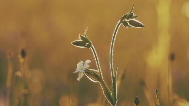 4K Silene Latifolia Subsp. Alba. Anteriormente Melandrium Album. White Campion es una planta con flores dioicas en la familia Caryophyllaceae, nativa de la mayor parte de Europa, Asia occidental y el norte de África.. — Vídeo de stock