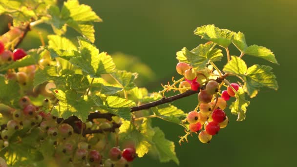 Giovane ribes rosso o ribes rosso Ribes Rubrum Branch al tramonto. Coltivare bacche biologiche in giardino all'inizio dell'estate. Bacche di ribes nel giardino della frutta 4K. — Video Stock
