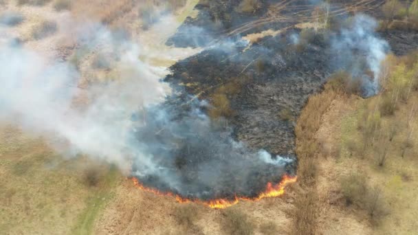4K Aerial View Jarní suchá tráva hoří během suchého horkého počasí. Bush Fire And Smoke. Hasičská operace. Wild Open Fire ničí trávu. Ekologický problém znečištění ovzduší — Stock video