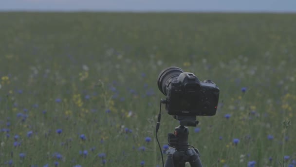 Gomel, Weißrussland - 8. Juni 2021: Canon Fotokamera steht auf Stativ und fotografiert im Sommerfeld. C-Log C-Log Holzschuh Kanon-Log, — Stockvideo