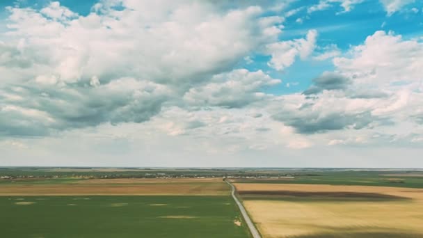 Krajobraz wiejski wsi z młodych pszennych szypułek w wiosenny letni dzień chmury. Pole uprawne. Młode pędy pszenicy. Widok z lotu ptaka. Upadek drona Hiperlapsja — Wideo stockowe