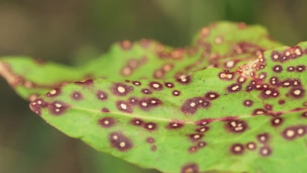 Plantenblad beschadigd door een schimmel. Mycosphaerellaceae is een botanische naam, voor een familie van schimmels. Ze treffen veel voorkomende planten, zoals eucalyptus, de mirtefamilie en de Proteaceae. Sporen van nederlaag door bladeren — Stockvideo