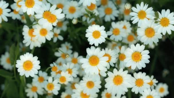 Anthemis arvensis, also known as corn chamomile, mayweed, scentless chamomile, or field chamomile is a species of flowering plant in the genus Anthemis, in the aster family — Stock Video