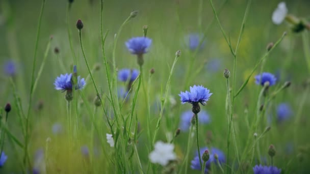 Centaurea cyanus, також відома як кукурудзяна квітка або клейка кнопка, є щорічною квітковою рослиною в родині Asteraceae, яка росте в Європі. Квіти кенторея на літньому полі. — стокове відео