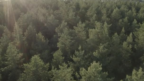 Vista aérea del cielo del atardecer sobre el paisaje del bosque verde por la noche. Vista superior desde alta actitud en verano amanecer. Sol El sol sobre el bosque de coníferas. 4K. Sin clasificar, D-log — Vídeos de Stock