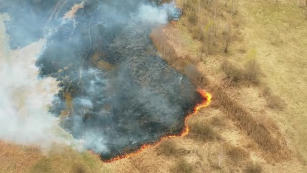 4K Aerial View Spring Dry Grass Burns During Drought Hot Weather. Bush Fire And Smoke. Firefighting Operation. Wild Open Fire Destroys Grass. Ecological Problem Air Pollution — Stock Video