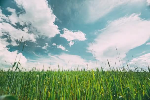 Countryside Rural Field Landscape With Young Green Wheat Sprouts In Spring Springtime Summer Cloudy Day. 농업 지대. 청둥오리 새끼 4K 저속 촬영, 시간 지연. — 비디오