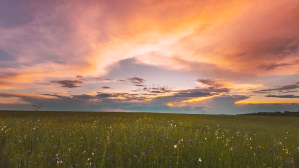 田舎の田園風景の上にある5Kの雨の雲春の夏の曇りの日には、若い緑の小麦の芽が芽吹きます。農地の上の重い雲。ヤングウィート｜4Kタイムラプス撮影 — ストック動画