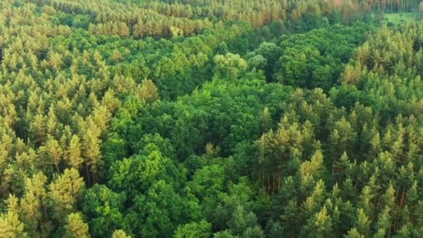 4K Vista aérea del paisaje del bosque verde. Vista superior desde alta actitud en la noche de verano. Bosque de coníferas. Drone Flight Birds Vista del Ojo Vista Elevada del Bosque Verde — Vídeos de Stock